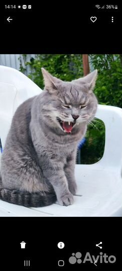 Кот британец бесплатно