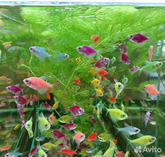 Светящиеся рыбки все цвета, другие Ассортимент