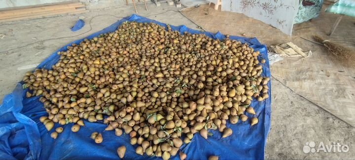 Продам грушу