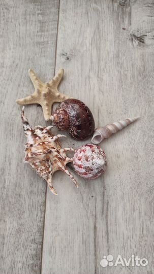 Коралл балянус морские ракушки