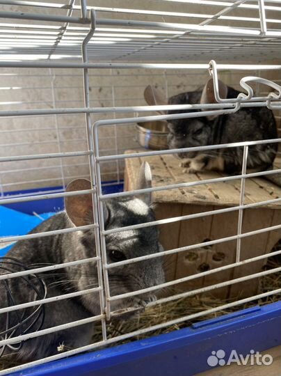 Шиншилы с клеткой