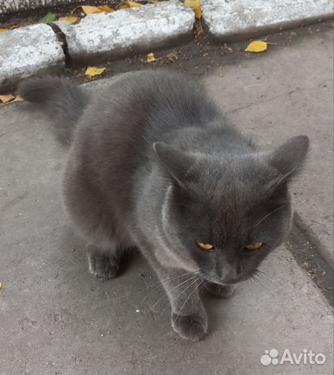 Кот британец