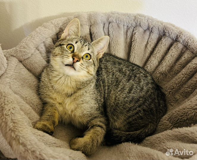 Милый котенок ищет дом