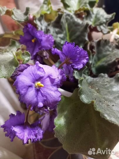 Фиалка в горшках