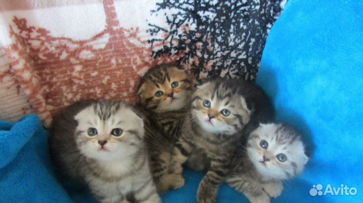 Котик ждет кошечек