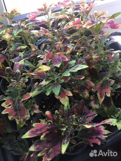 Колеус срез