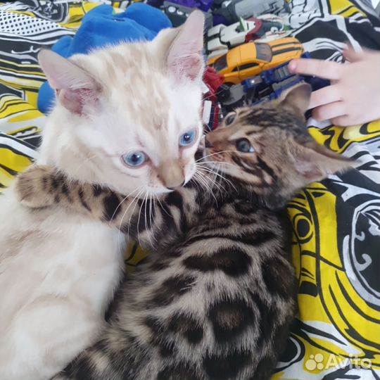 Бенгальские котята