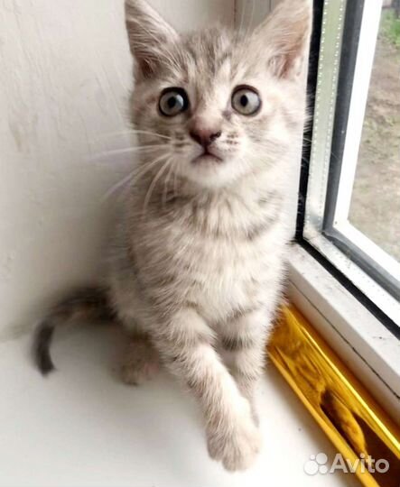 Кошечка в добрые руки