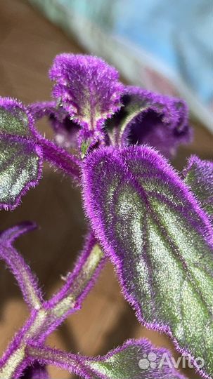 Гинура - необычный фиолетовый цветок