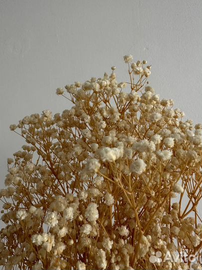 Гипсофила стабилизированная