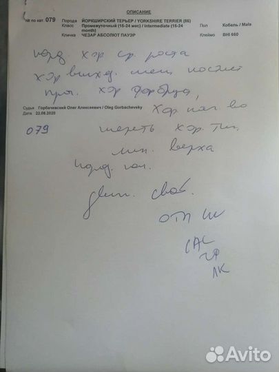 Кобель мини для вязки РКФ есть щенки