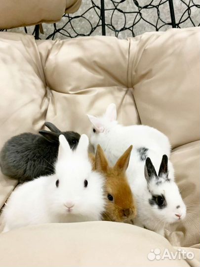 Декоративный карликовый кролик