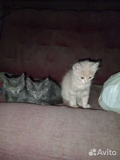 Котята в дар бесплатно
