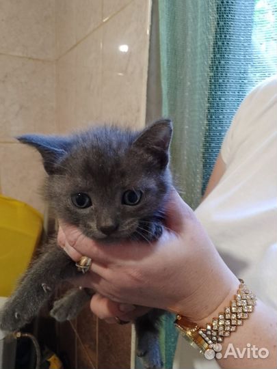 Котята в добрые руки бесплатно