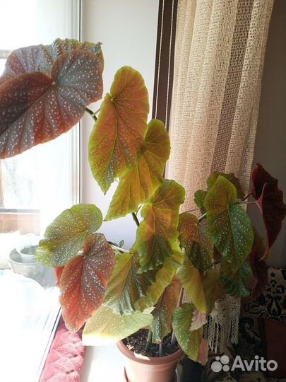 Продаётся Бегония Коралловая