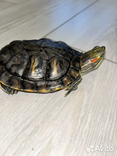 Красноухая черепаха