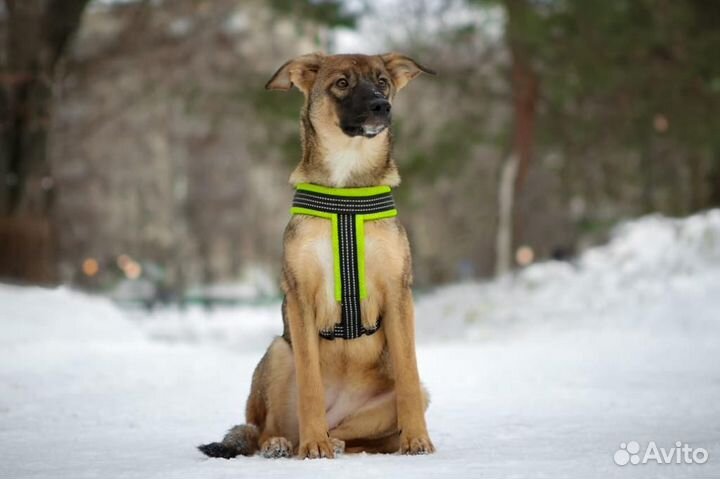 Щенок Мика в добрые руки