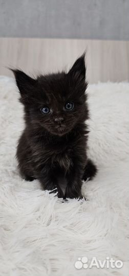 Котята мейн-кун