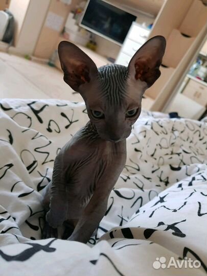 Канадский красавец-сфинкс. Вязка