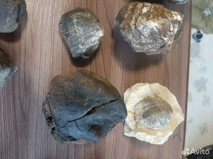 Окаменелости, брахиопода,аммонит,коралл