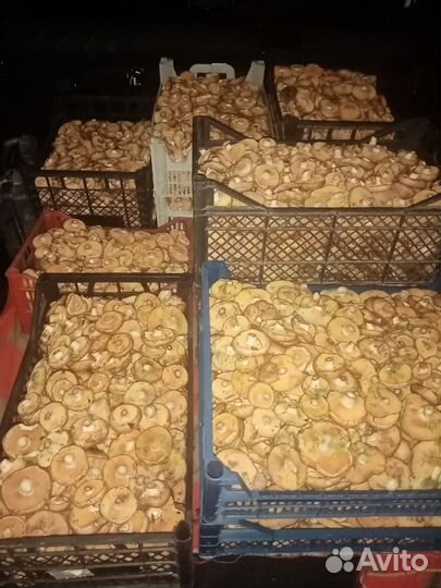 Рыжик боровой свежий