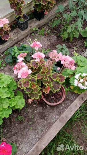 Герань пеларгония