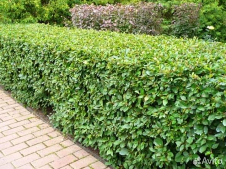 Кустарники для живой изгороди