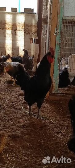 Молодые петухи