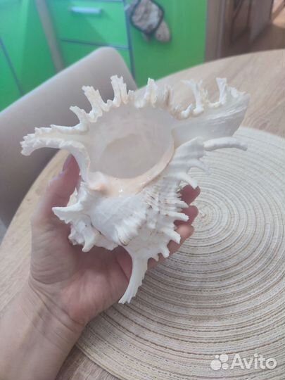 Ракушка океаническая