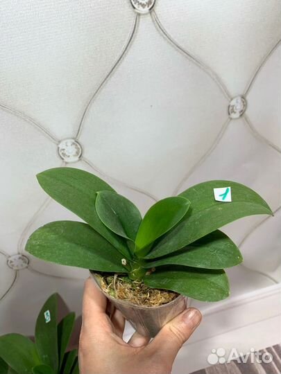 Mainshow Green Triangle орхидея