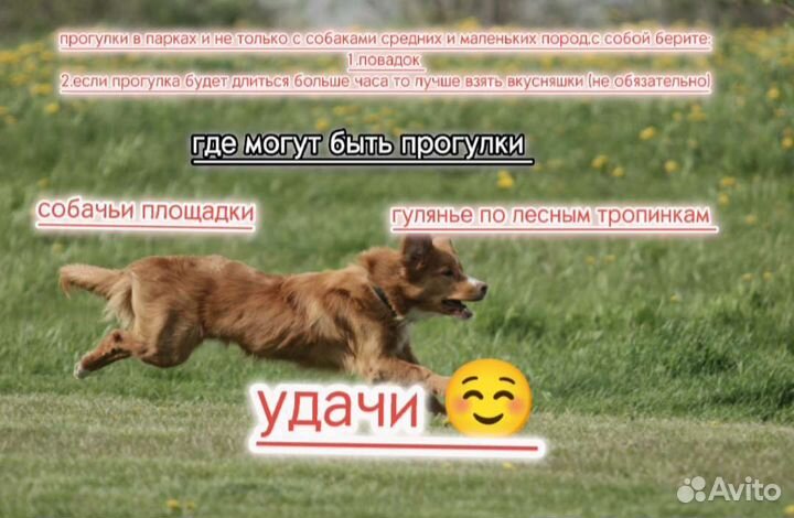 Выгул собак средних и маленьких пород