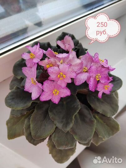 Фиалки, фикус, алоэ