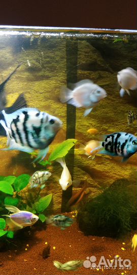 Рыбка сапфировый попугай