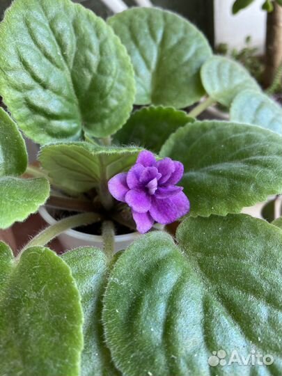Фиалки разные, детки, взрослые, срез листов