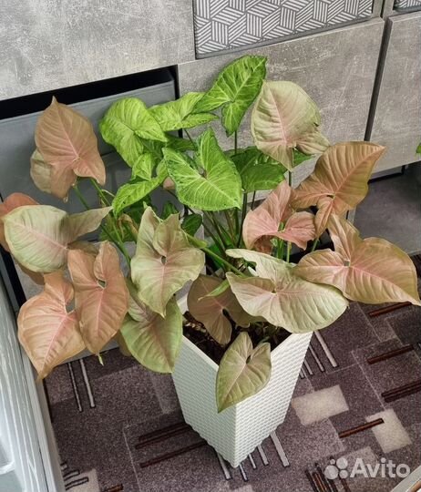 Сингониумы взрослые (Неон + Фриклес)