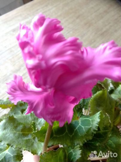 Цикламен махровый