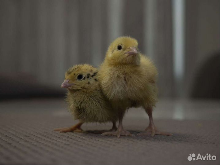 Перепела, суточные цыплята -перепелята