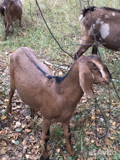 Козочки Нубобиталлки и Нубийский козлик