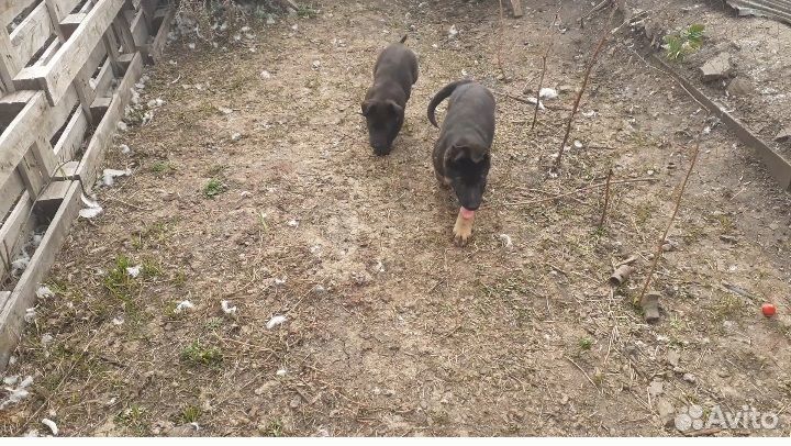Продам щенят