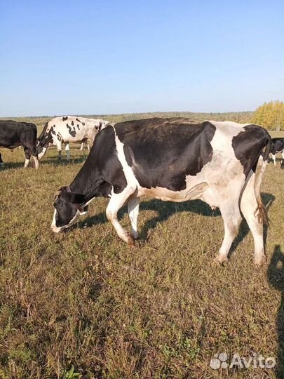 Коровы и телки