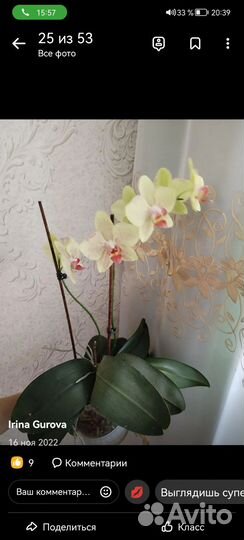 Орхидея фаленопсис
