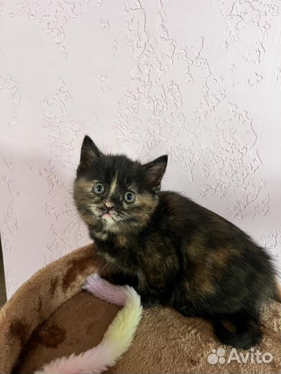 Котенок в дар бесплатно