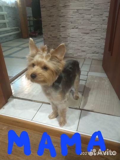 Йоркширский терьер