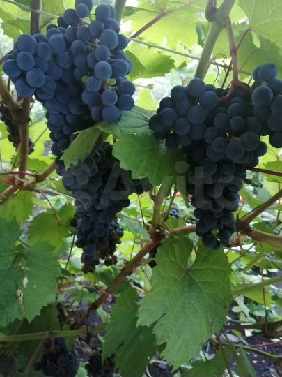 Дача 17,5 м² на участке 5 сот.