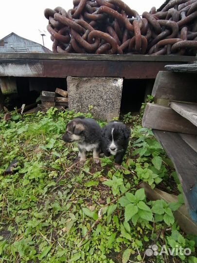 Щенки