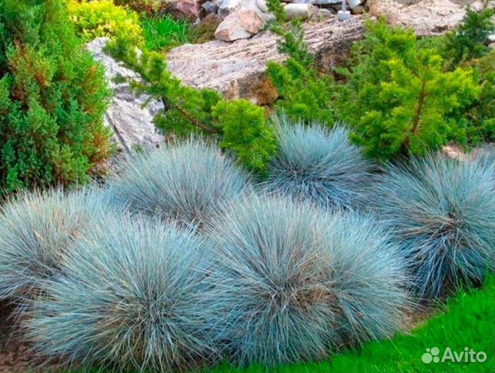 Овсянница, фестука 2 цвета