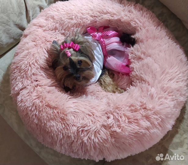 Передержка собак и кошек