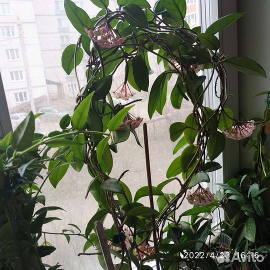 Хойя карноза