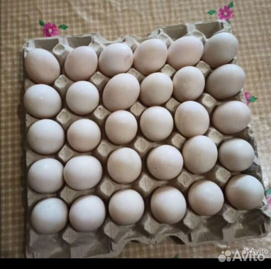 Утиные яйца