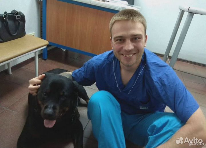 Ветеринарный врач выезд на дом